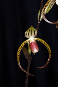 Paphiopedilum Memoria Joan Levy Tustin Phantacy AM/AOS 84 pts. flower